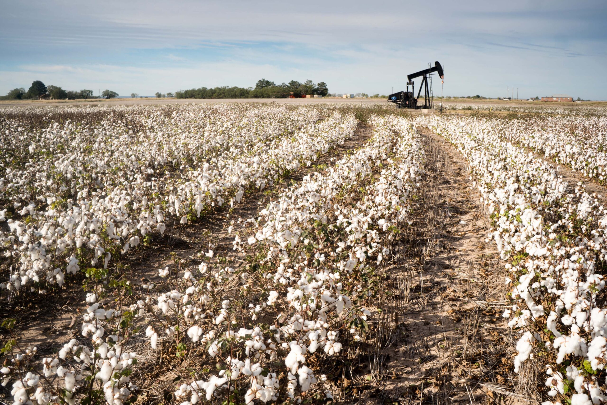 A cotton field with a mineral pump in the background